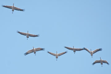 Naturphänomen Vogelzug im Burgenland