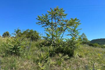 Götterbaum, Goldrute & Co. – Wie Neophyten Burgenlands Natur verändern