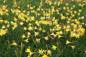 Auf den Spuren von Carolus Clusius