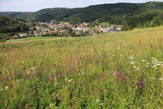 Naturkundliche Exkursion zu den Trockenwiesen in Goberling