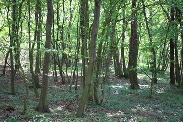 Den Wald erleben & verstehen