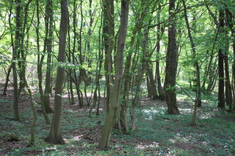 Den Wald erleben & verstehen