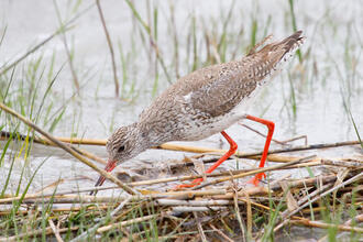 Pflanzen & Vögel der Feuchtwiesen und Ackersutten