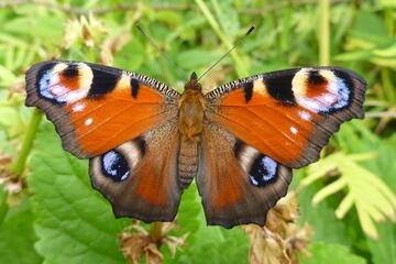 Tagfaltermonitoring im Kosmopolitischen Garten