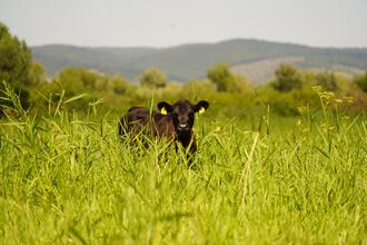 Naturerlebnistage im Bio-Landgut Esterhazy