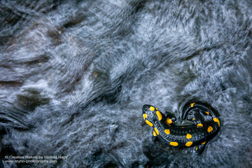 Naturerlebnistage im Naturpark Landseer Berge
