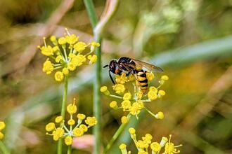 Urbane Artenvielfalt fördern!