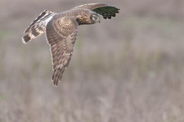 Exkursion Greifvögel auf der Parndorfer Platte
