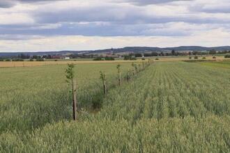 Agroforst – Altes System neu entdeckt