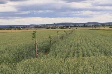 Agroforst – Altes System neu entdeckt