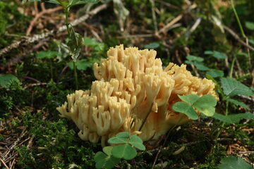 Die geheimnisvolle Welt der Pilze und ihrer Bedeutung für das Ökosystem