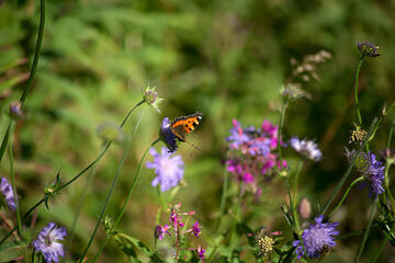 Bodenschutz ist Klima- und Biodiversitätsschutz