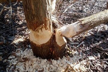 Exkursion Bibermanagement