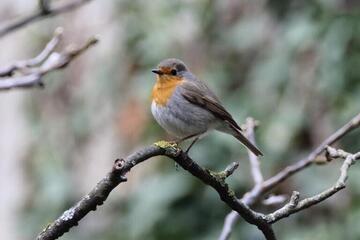 Vogelstimmen in und rund um Neufeld