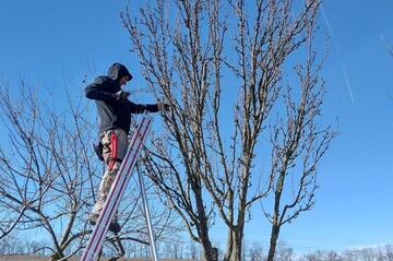 Obstbaumschnittkurs Zillingtal – Praxisteil (2/2)