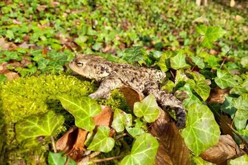 Amphibienschutz im Burgenland