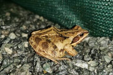 Amphibienexkursion Rund um die Güssinger Teiche