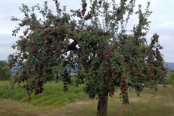 Obstbaumschnittkurs – Erziehung und Verjüngung von Obstbäumen