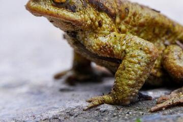 Exkursion Amphibienschutz