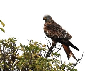 Greifvögel rund ums Nickelsdorfer Haidel