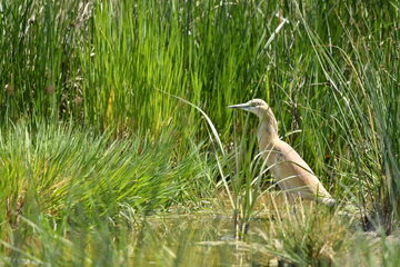 Die Vogelwelt am Rauchwarter Stausee