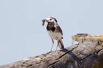Vogelexkursion im Naturpark in der Weinidylle