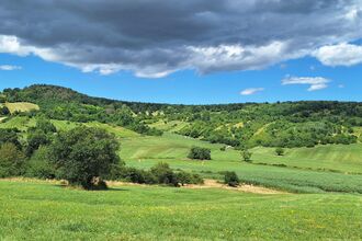 Die herbstliche Pflanzen- und Vogelwelt der Rohrbacher Teichwiesen