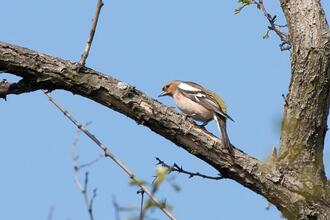 Vogelexkursion im Naturpark in der Weinidylle