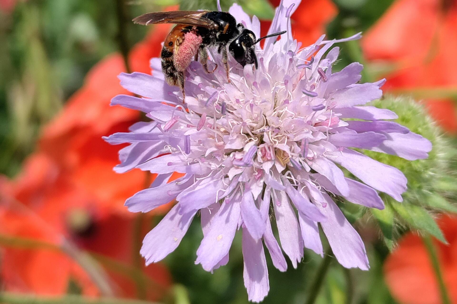 Wildbienen