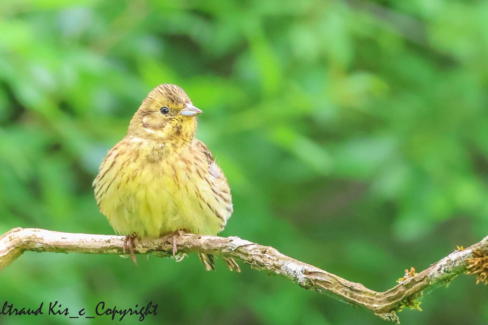 herbstliche Vogelwelt