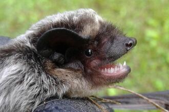 Batnight Jois - Fledermausnacht hören und sehen