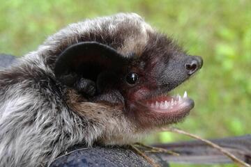 Batnight Jois - Fledermausnacht hören und sehen