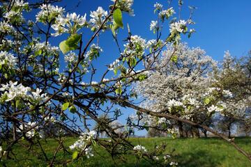 Naturerlebnis Genusstour Streuobstwiese