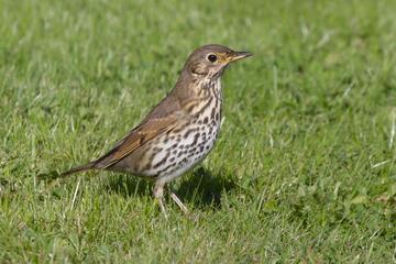 Vogelexkursion im Naturpark in der Weinidylle
