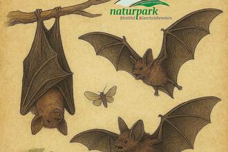 Exkursion: 1x1 der Fledermäuse