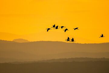 Kraniche und Gänse - Vorboten des Winters - Exkursion