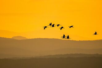 Kraniche und Gänse - Vorboten des Winters - Exkursion