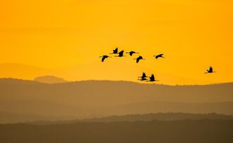 Kraniche und Gänse - Vorboten des Winters - Exkursion