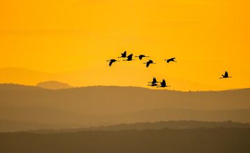 Kraniche und Gänse - Vorboten des Winters - Exkursion