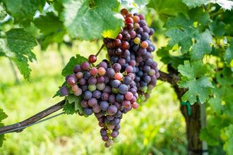 Vortrag - Herbstarbeiten im Naturgarten