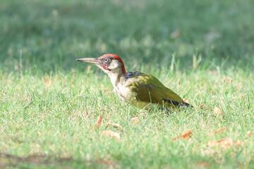 Vogelwelt der Gaaser Weingärten und Feldflure