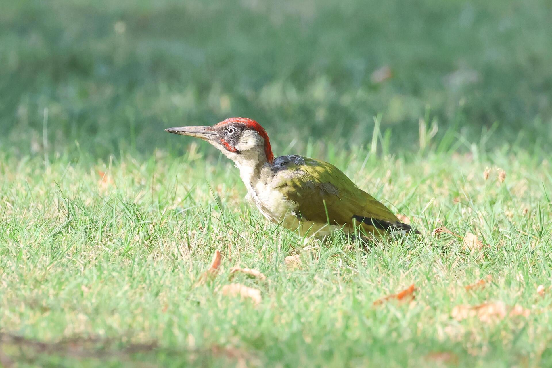 Gaaser Vogelwelt
