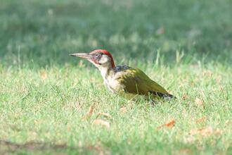 Vogelwelt der Gaaser Weingärten und Feldflure