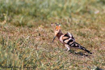 Die Vogelwelt des Trockenrasengebietes Thenauriegel