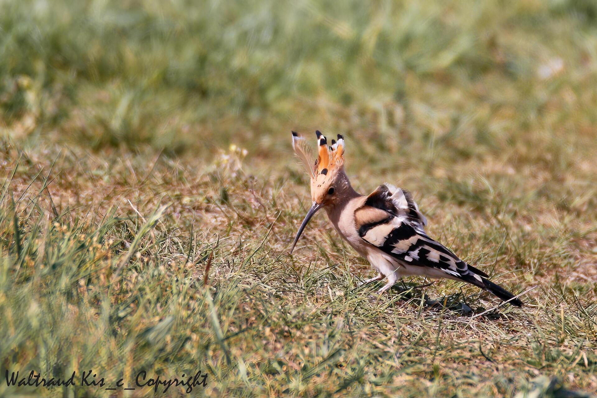Vogelwelt des Trockenrasen