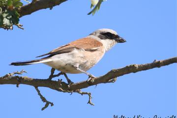 Neuntöter, Turteltaube & Co – Vögel des Kulturlandes