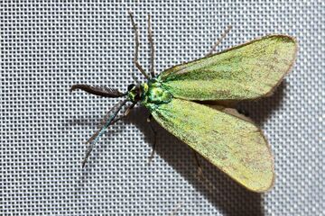 Die verborgene Welt der Nachtfalter im Naturpark Geschriebenstein live erleben