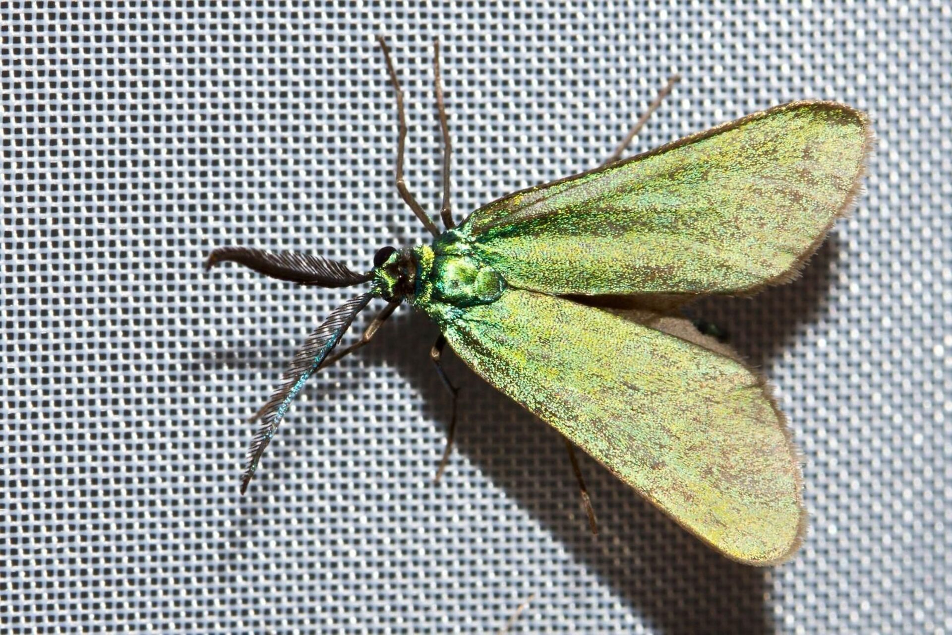 Die verborgene Welt der Nachtfalter