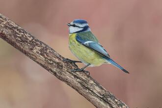 Wer singt denn da? - Vogelstimmen im Frühjahr erkennen