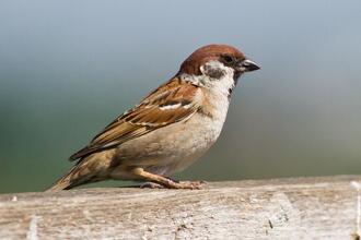 Vogelexkursion im Naturpark in der Weinidylle